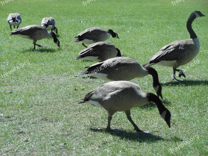 Goose Bird Wild Goose Beak Nature