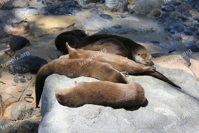 Otters Animals Nap Tan Sleep