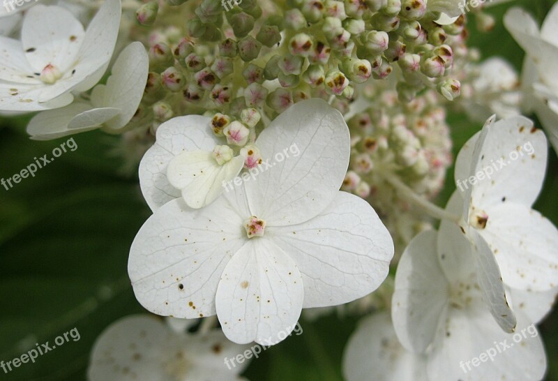 Flower White Summer Botanical Garden Free Photos