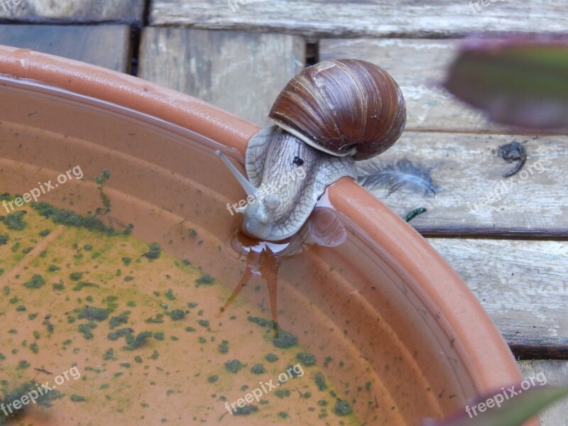 Snail Shell Crawl Slowly Mollusk