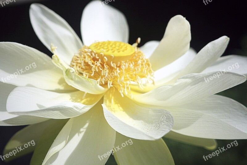 Lotus Kite Flowers White Flower Nail