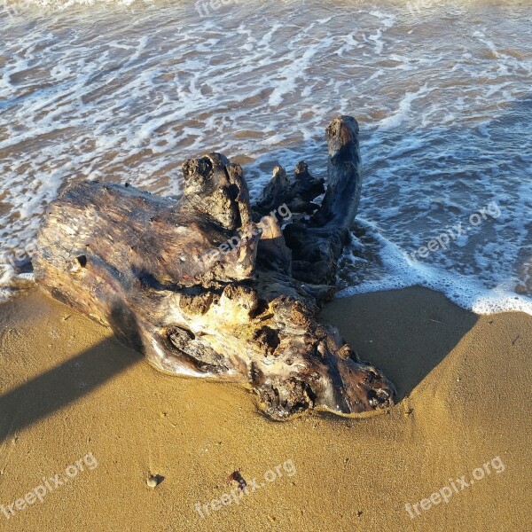 Tree Trunk Sea Waves Crotone