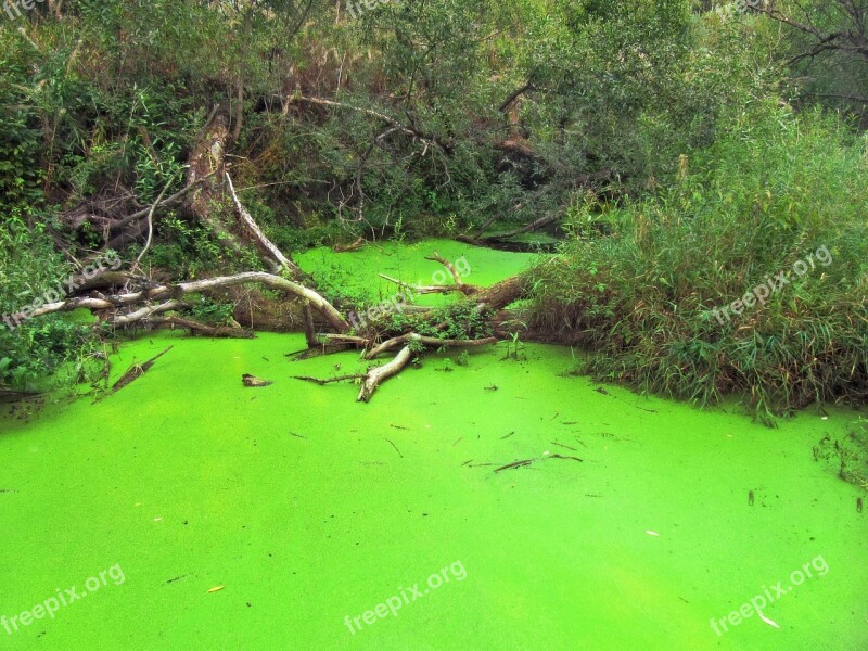 Pond Green Alga Algae Environment Green