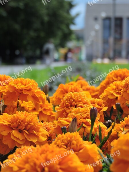 Marigold Flowers Yellow St Petersburg Tagetes Erecta