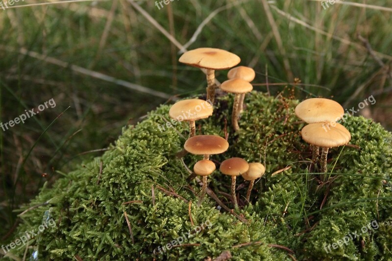 Mushrooms Moss Forest Moist Autumn