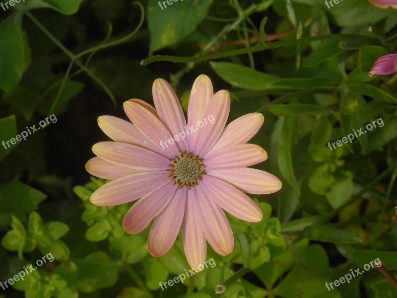 Osteospermum Flower Blossom Bloom Daisy