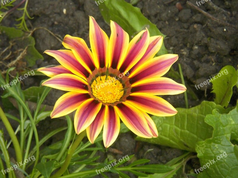 Gazania Flower Blossom Petal Bloom