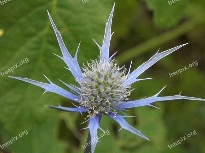 Eryngium Sea Holly Blue Nature Flora