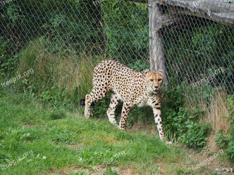 Cheetah Zoo Nature Big Cat Free Photos