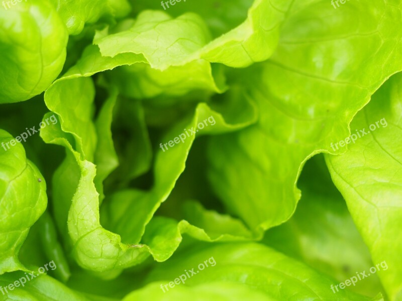 Leaf Lettuce Garden Green Fresh Free Photos