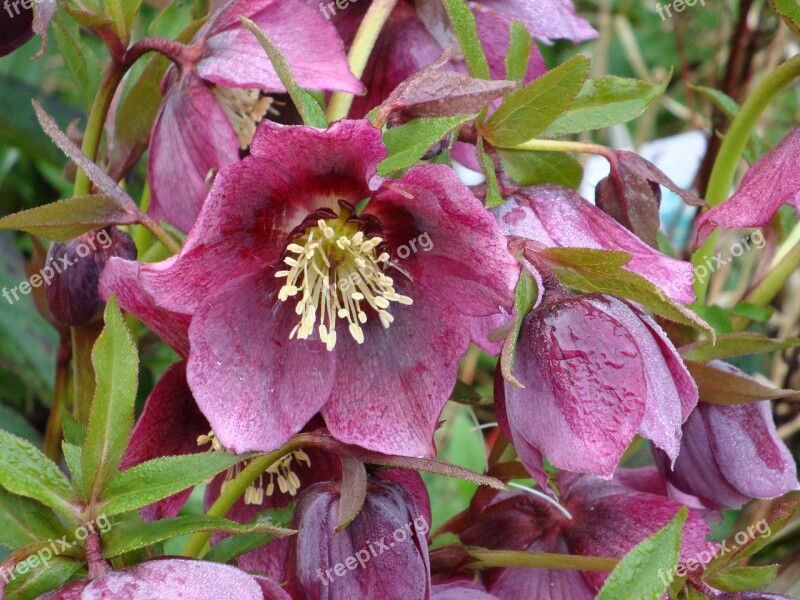 Pink Christmas Purple Flowers Flowers Free Photos