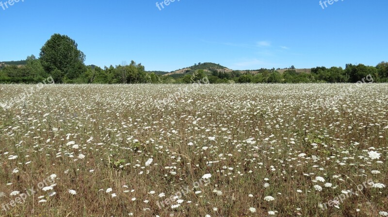 Landscape Flowers Wild Flowers Free Photos