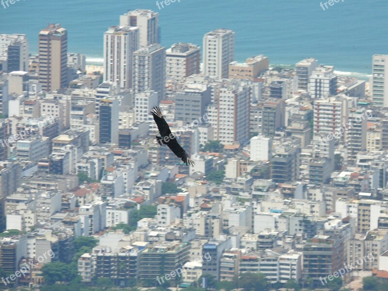 Brazil Rio De Janeiro Bird In Flight Free Photos