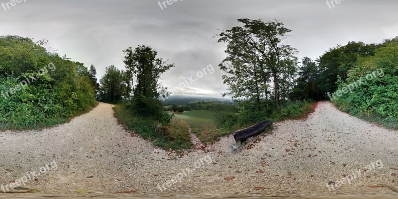 Tree Nature Landscape Forest Summer