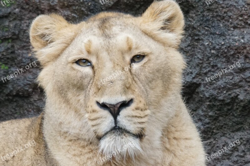 Lioness Relaxed Predator Zoo Free Photos