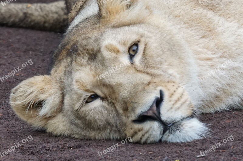 Lioness Rest Carnivores Free Photos