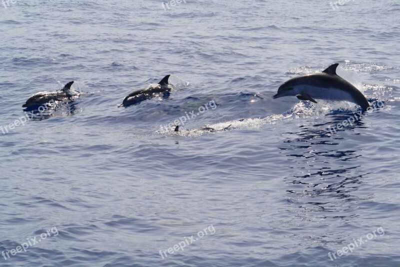 Dolphins Meeresbewohner Marine Mammals Delphinidae Jump