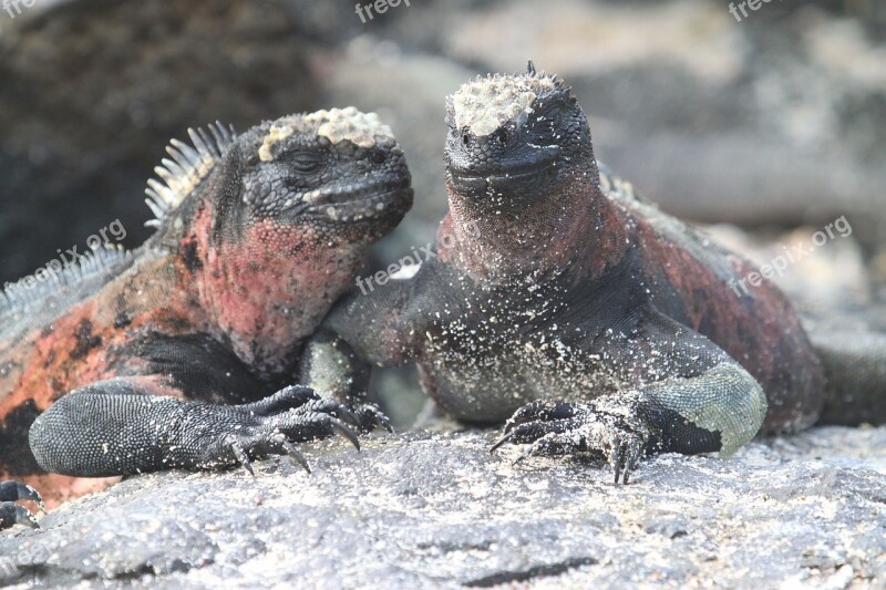 Marine Iguana Lizard Galápagos Ecuador Iguana