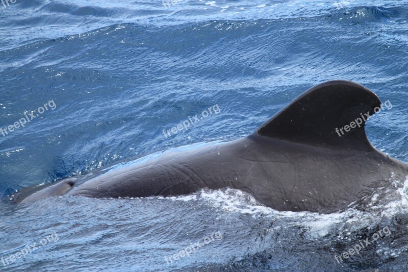 Whale Fin Galápagos Islands Pilot Whale