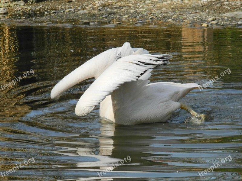 Pelikan Water Mirroring Zoo Free Photos