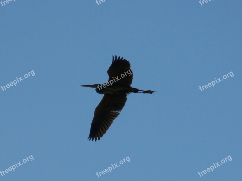 Kingfisher Sky Blue Bird Free Photos