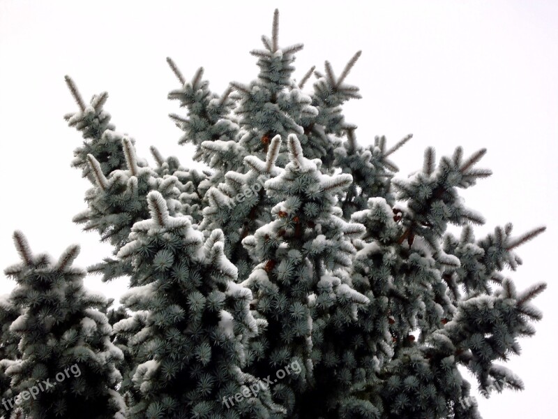 Fir Tree Winter Snow Free Photos