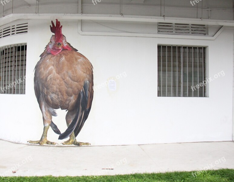 Chicken Art Mural Free Photos