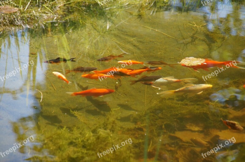 Pond Garden Pond Goldfish Cold Water Nature