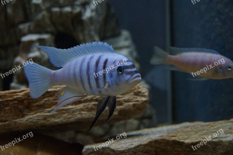 Metriaclima Zebra Malawi Bass Aquarium Tropical Fish-keeping Water