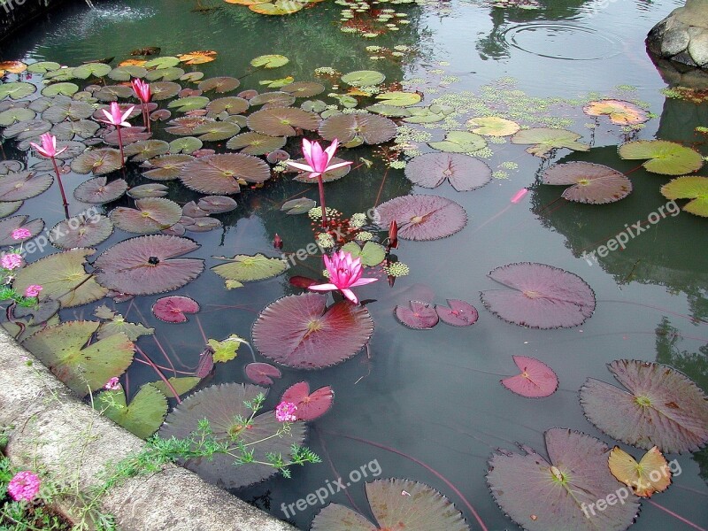 Basin Lotus Water Calm Serenity