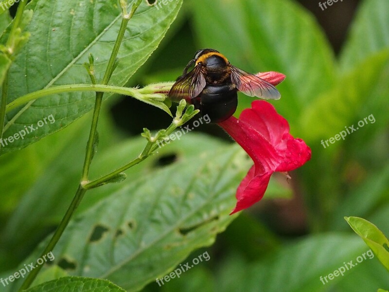 Bumblebee Adopt Honey Park Free Photos