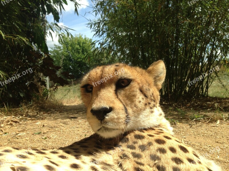 Cheetahs Cheetah Animals Predator Cat