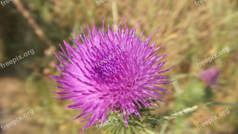 Thistle Meadow Wild Plants Plant Flower