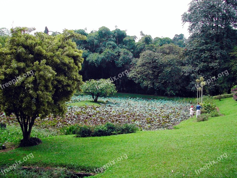 Sri Lanka Botanical Garden Landscape Lotus Free Photos