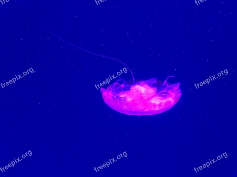 Sea World Jellyfish Purple Free Photos