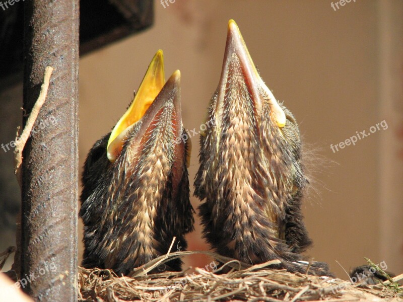 Turdus Merula Common Blackbird Eurasian Blackbird Babys Chicks