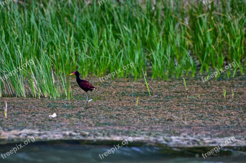 Jacana Jesus Bird Lily Trotter Bird Animal