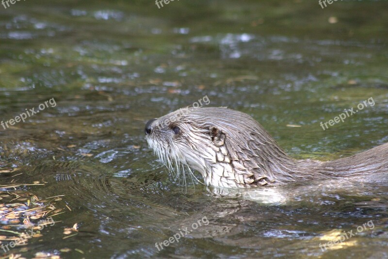 Otter Nature Animals Head Water