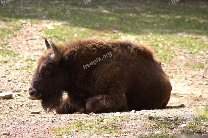 Buffalo Animal Nature Bison Brown