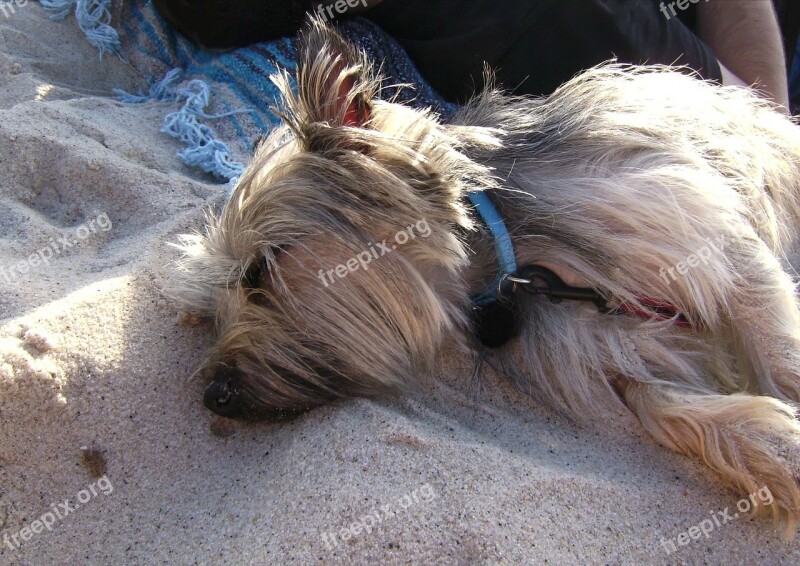 Cairn Terrier Dog Sleeping Beach Sand