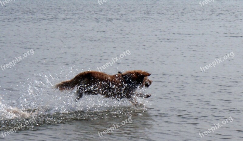 Toller Dog Nova Scotia Duck Tolling Retriever Canine Attentive