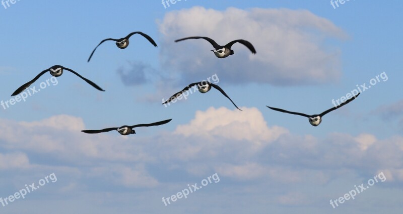 Birds Sky Cloud Wild Goose Migration