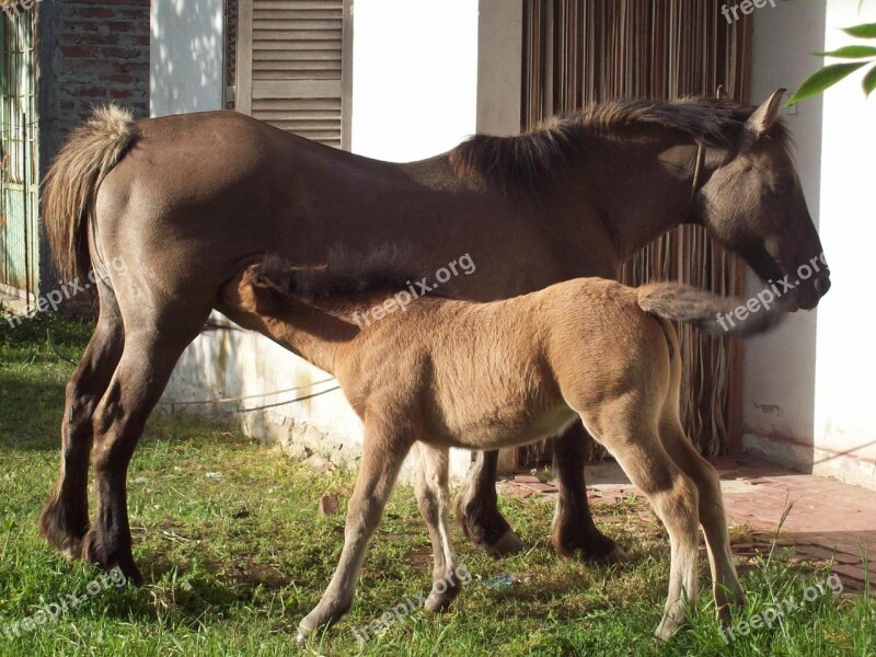 Animals Horses Colt Tenderness Beauty