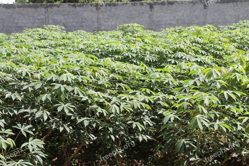 Manioc Urban Farming Rural Flour Sergipe