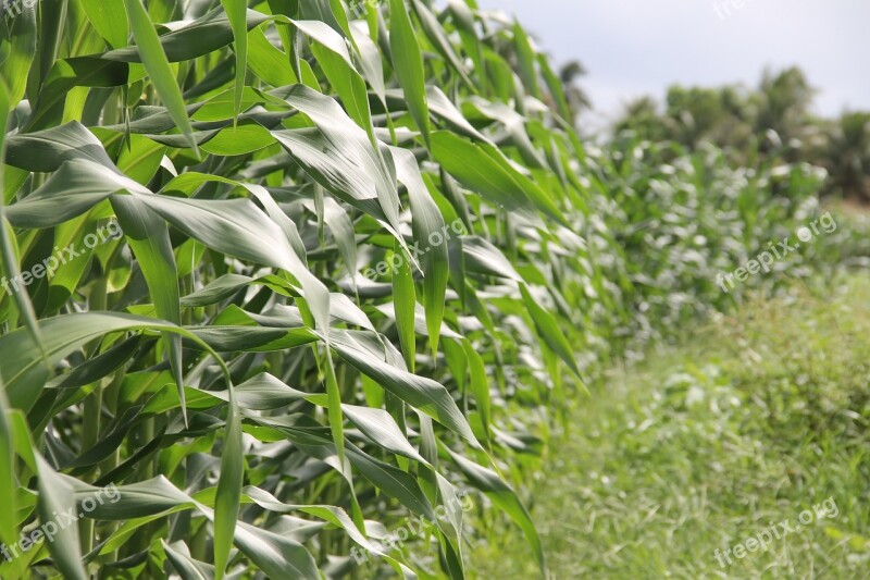 Green Corn Crop Irrigation Sergipe Lizard