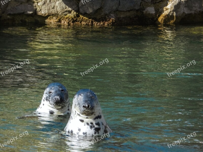 Zoo Seals Water Animals To Watch