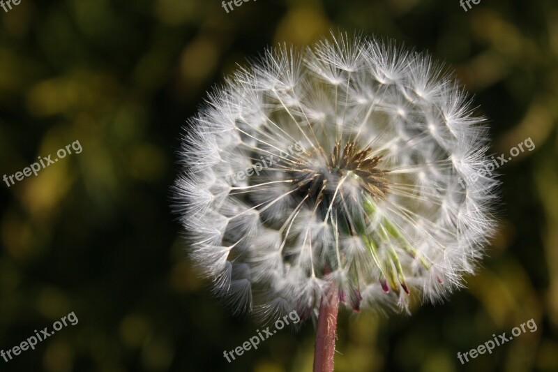 Dandelion Wish Flower Nature Seeds