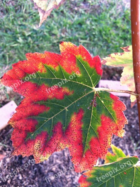 Leave Japanese Maple Autumn Nature Maple