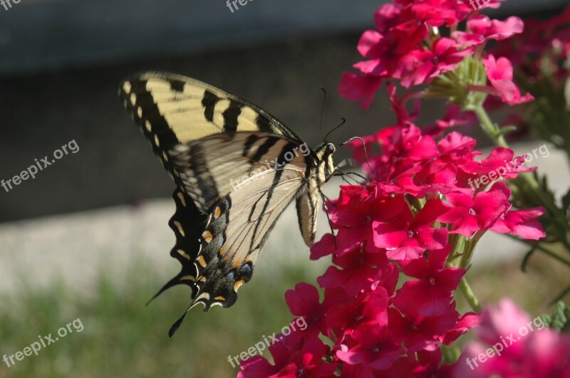 Butterfly Yellow Butterfly Butterfly On Flower Flowers Nature