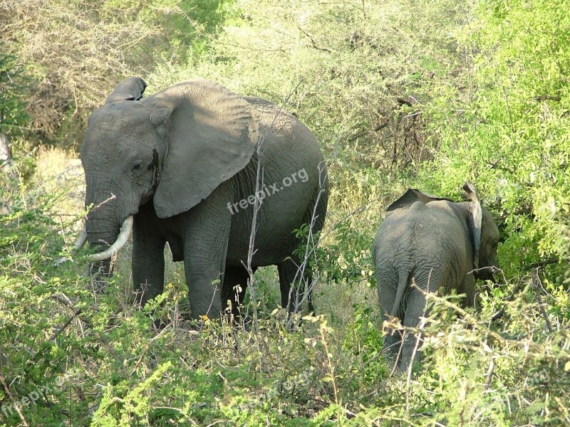 Serengeti Safari Ngorongoro Tanzania Wildlife